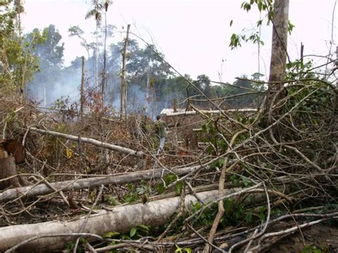 desmatamento na amazonia 2006